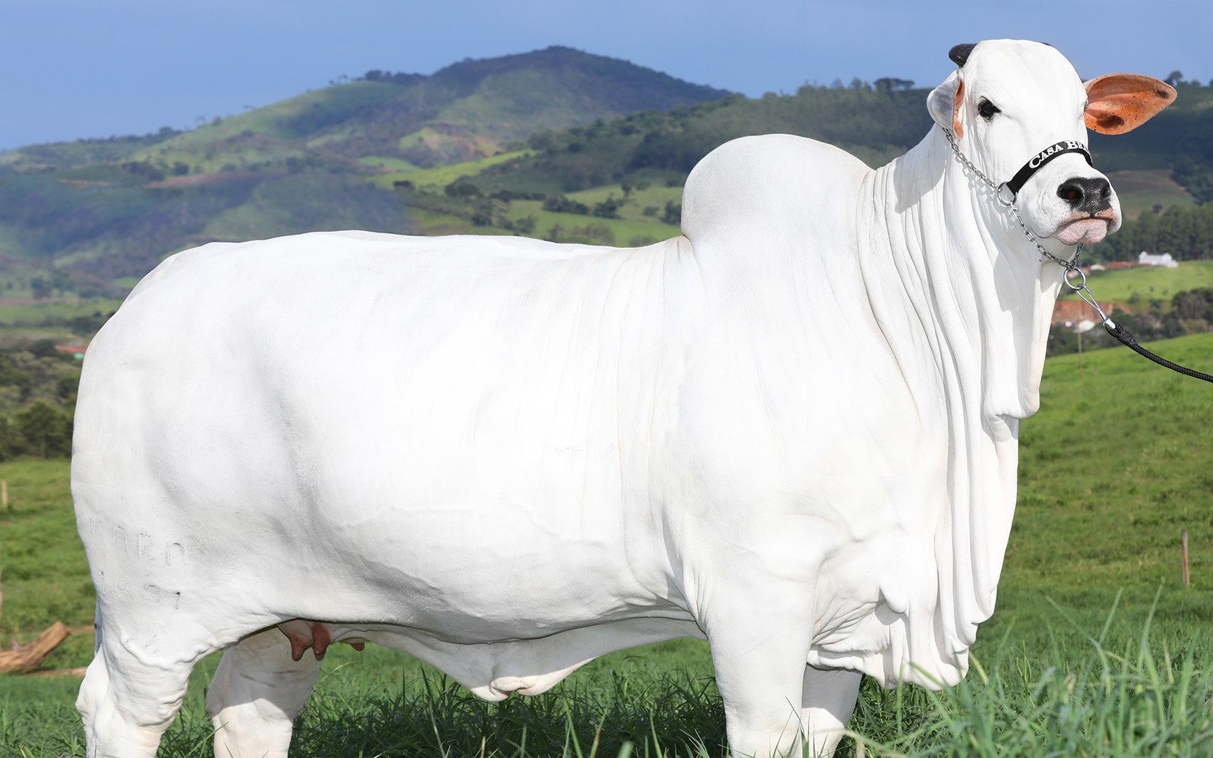 vaca-brasileira-se-torna-a-mais-cara-do-mundo-ao-atingir-r$-24-milhoes-em-leilao-no-parana