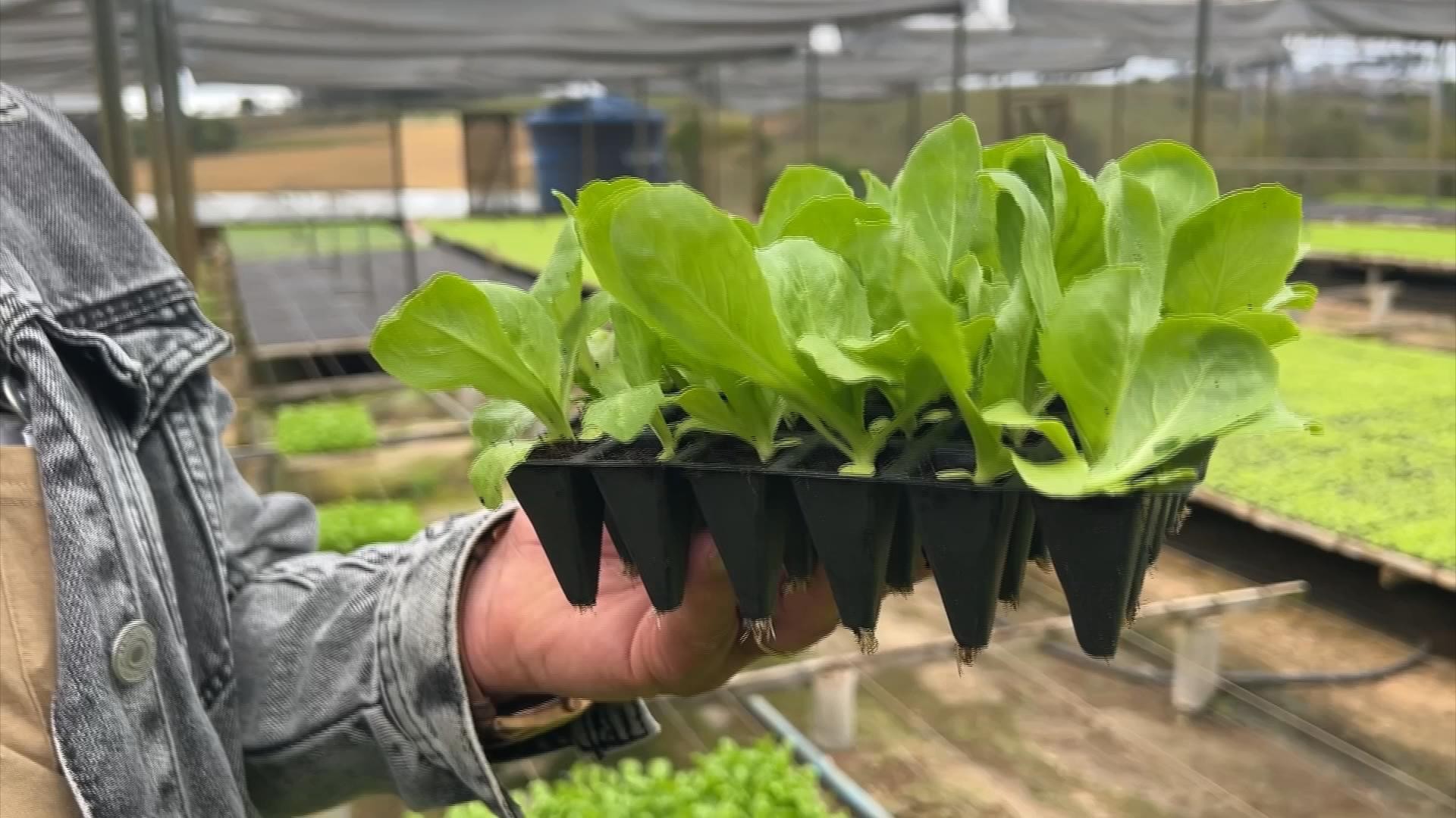 qualidade-das-mudas-e-fundamental-no-cultivo-de-hortalicas
